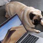A pug dog looking at a laptop on a couch.