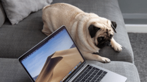 A pug dog looking at a laptop on a couch.