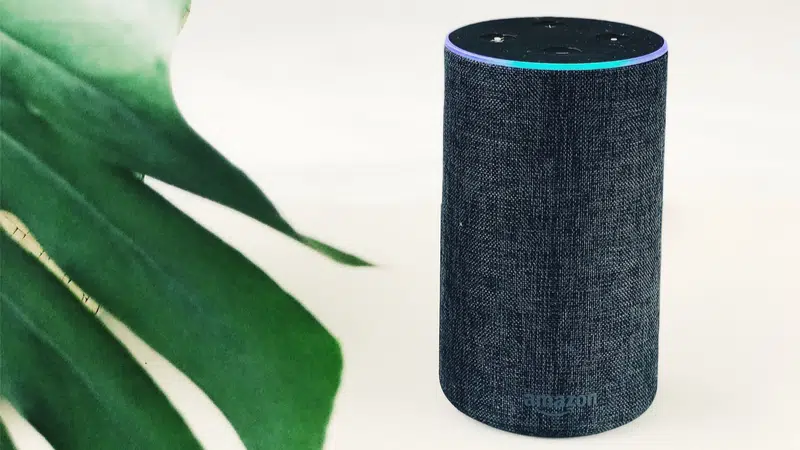 An amazon echo dot sitting next to a plant.