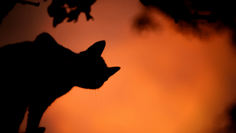 spooky cat with orange background