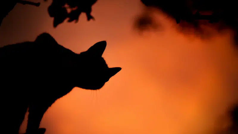 spooky cat with orange background